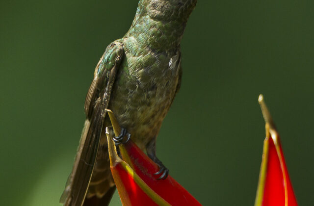 Scaly-breasted Hummingbird