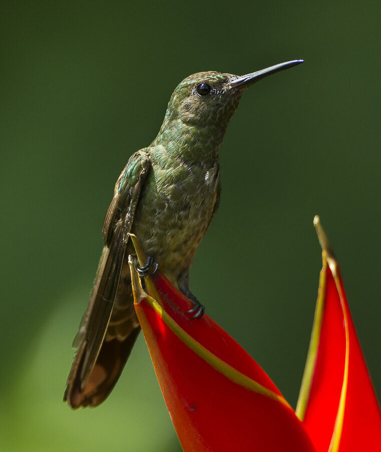 Scaly-breasted Hummingbird