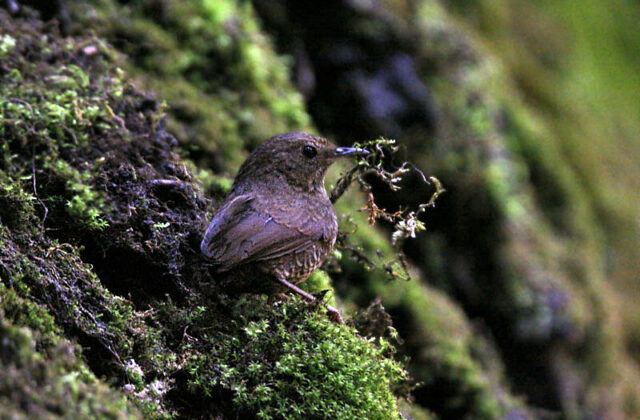 Scaly-breasted Cupwing