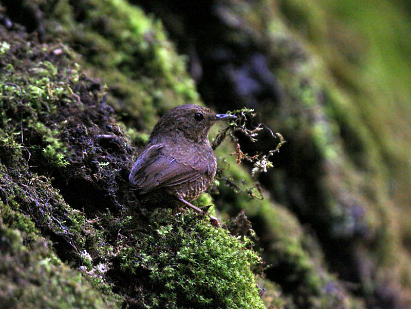 Scaly-breasted Cupwing