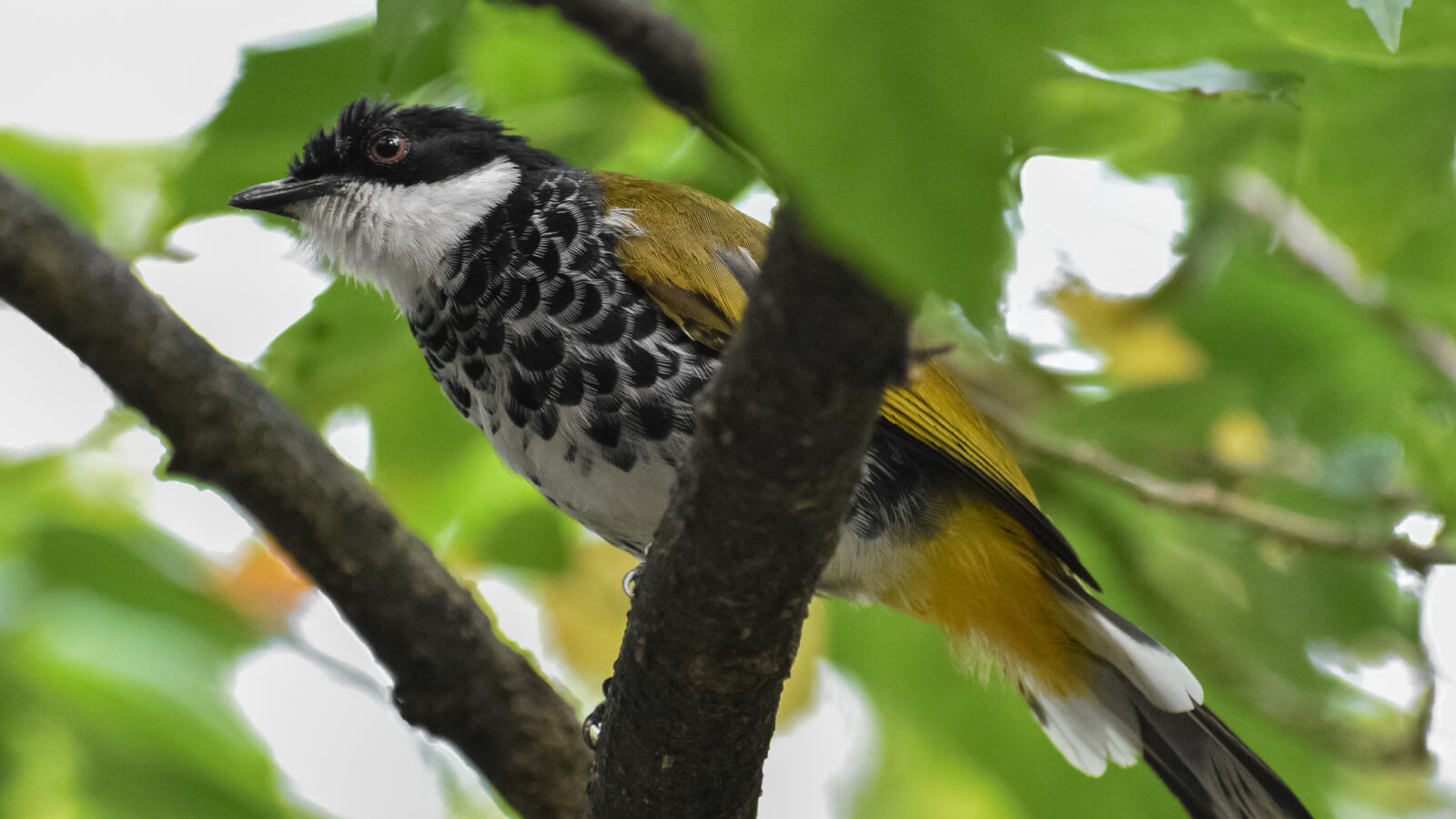 Scaly-breasted Bulbul