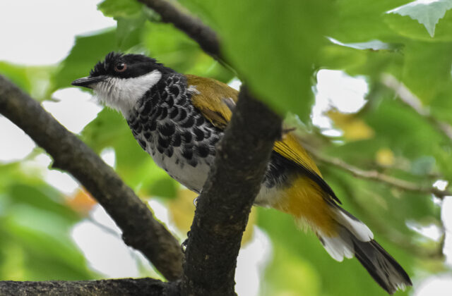 Scaly-breasted Bulbul