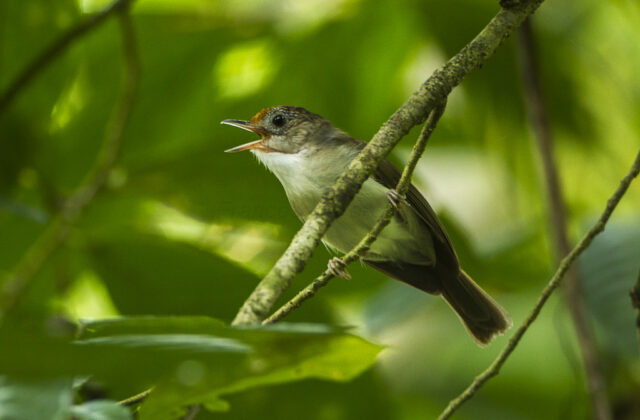 Scaly-crowned Babbler