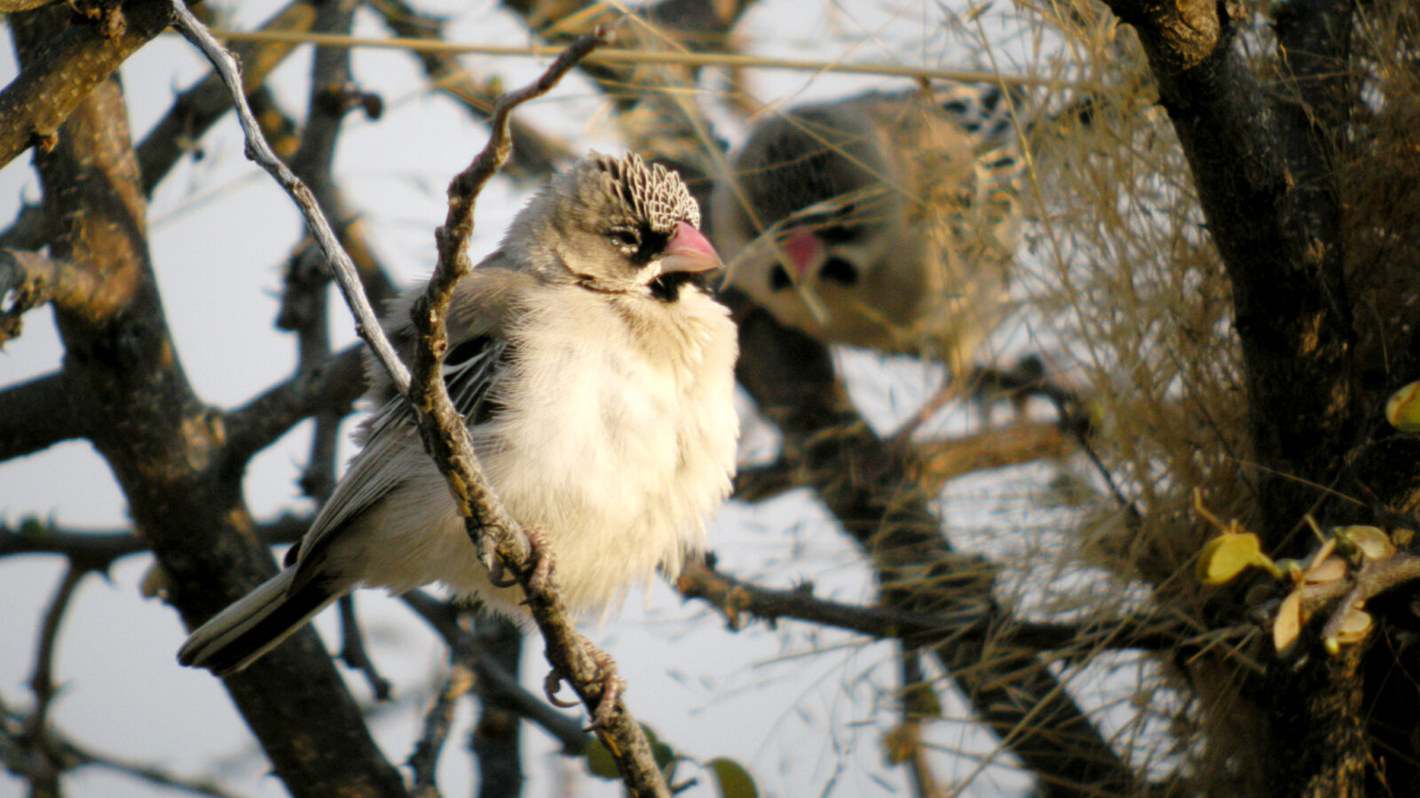Scaly-feathered Weaver