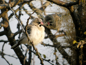 Scaly-feathered Weaver