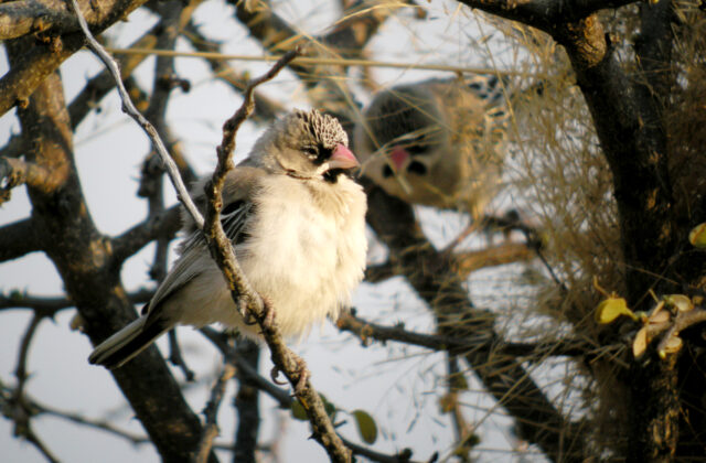 Scaly-feathered Weaver