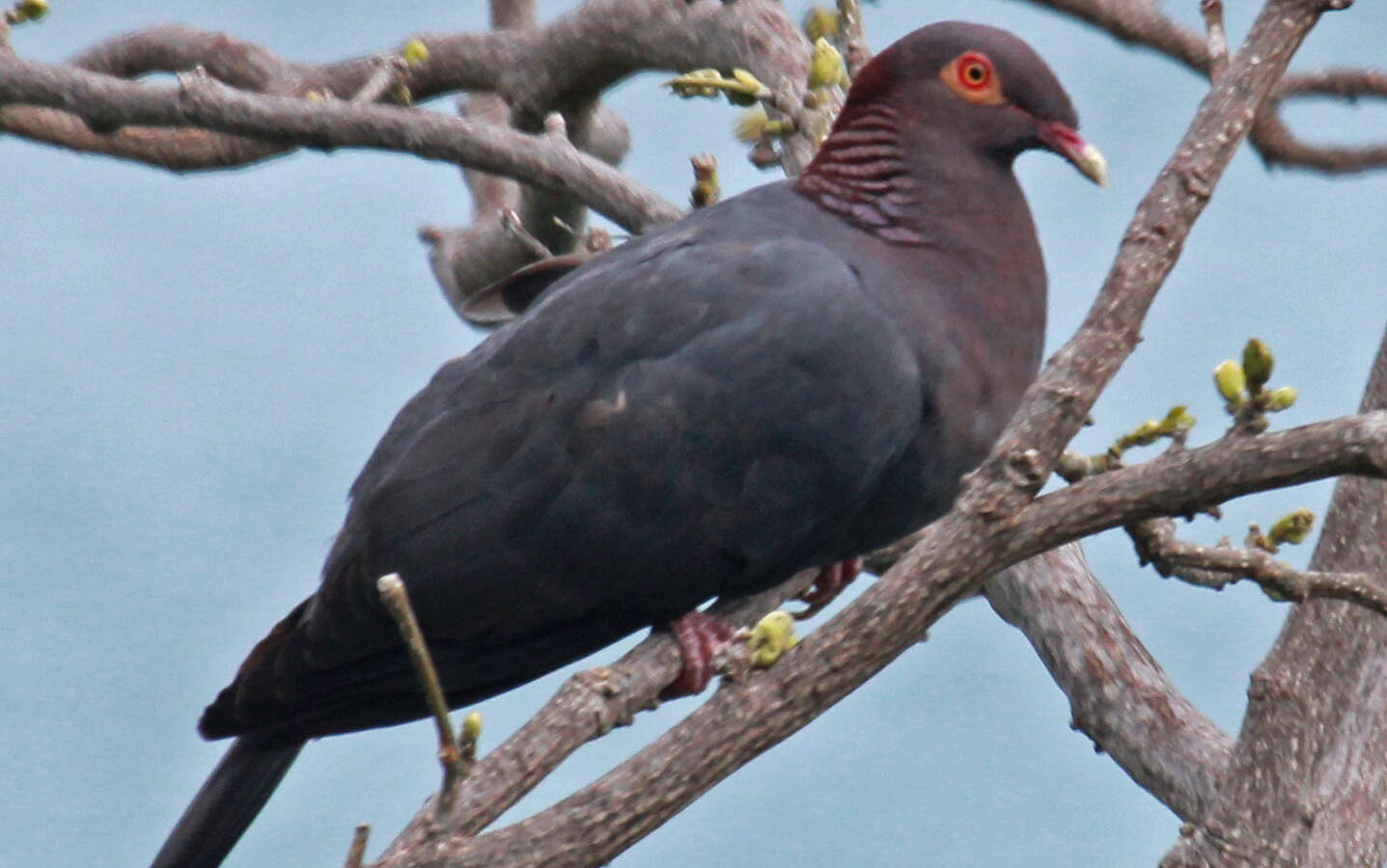 Scaly-naped Pigeon