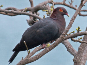 Scaly-naped Pigeon