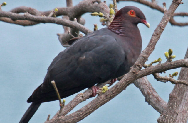 Scaly-naped Pigeon
