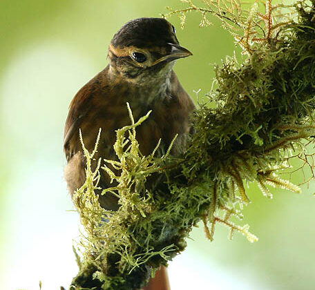 Scaly-throated Foliage-gleaner