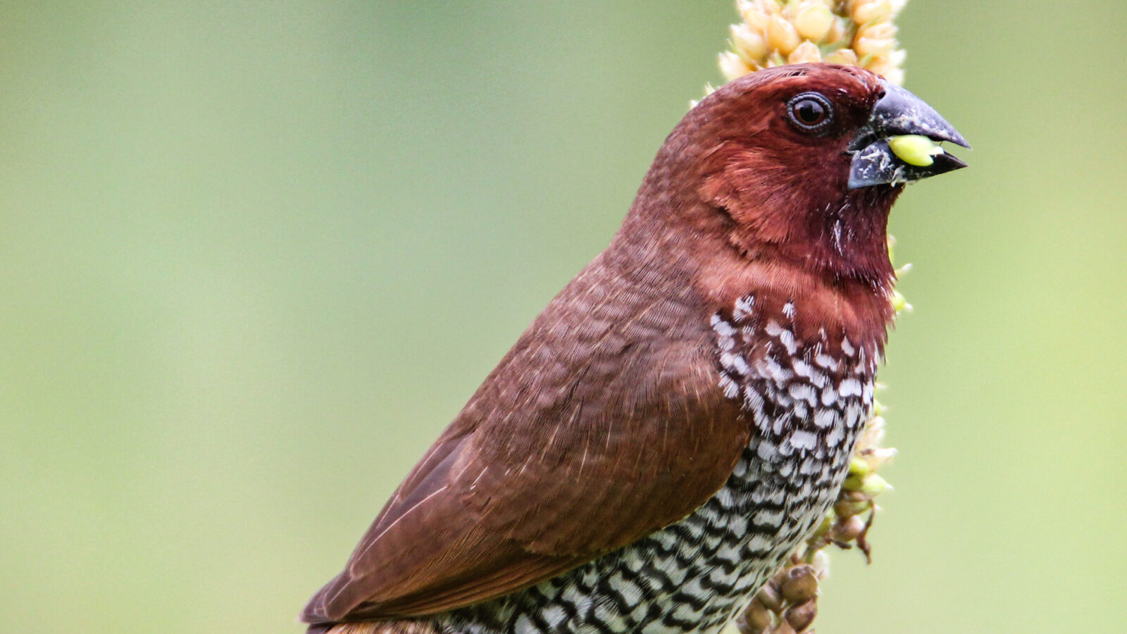Scaly-breasted Munia