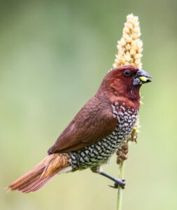Scaly-breasted Munia