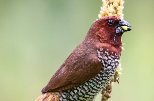 Scaly-breasted Munia