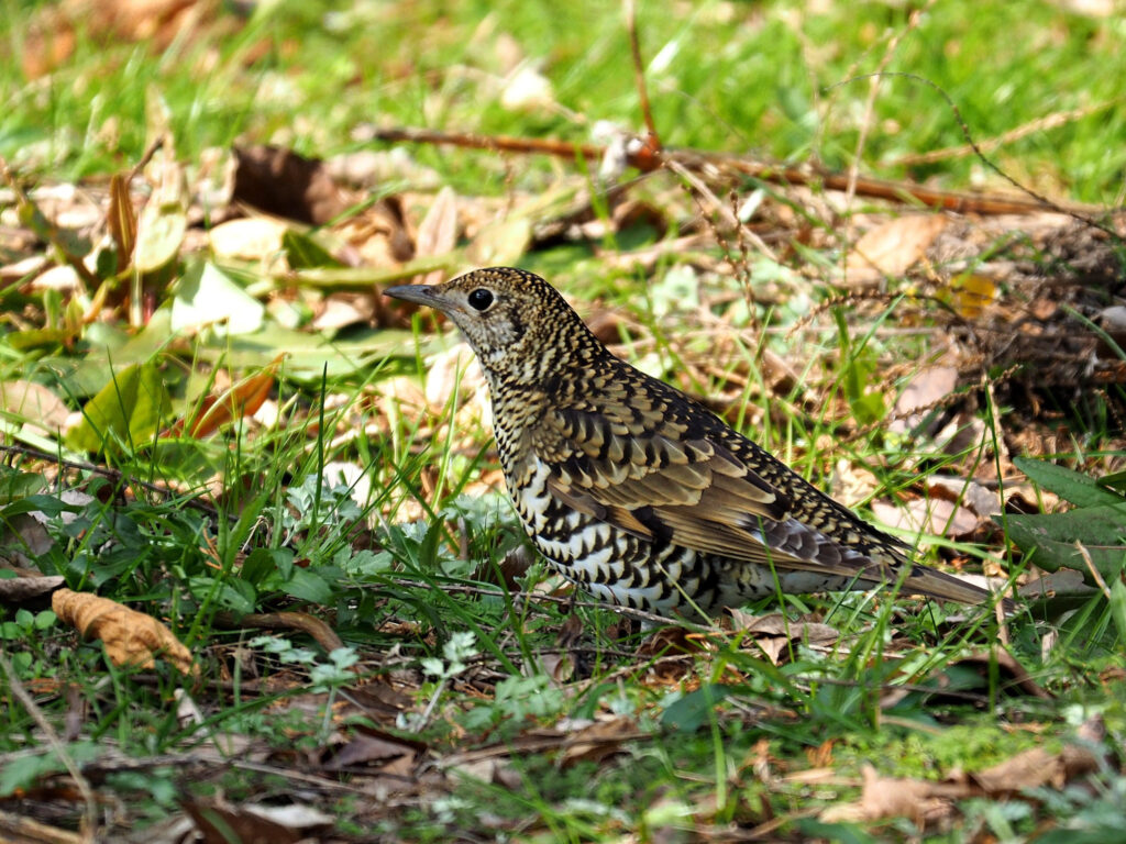 Amami Thrush
