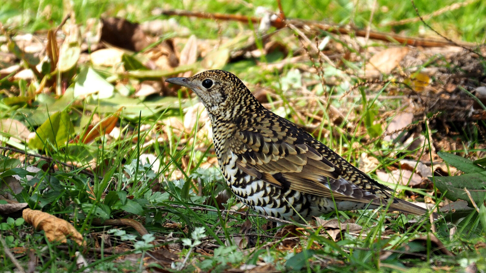 Amami Thrush