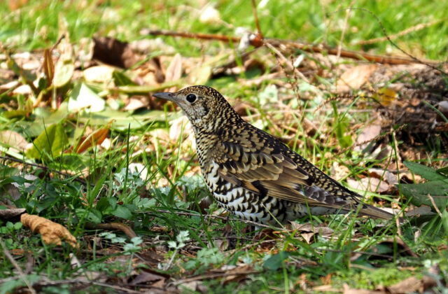Amami Thrush
