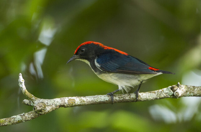 Scarlet-backed Flowerpecker