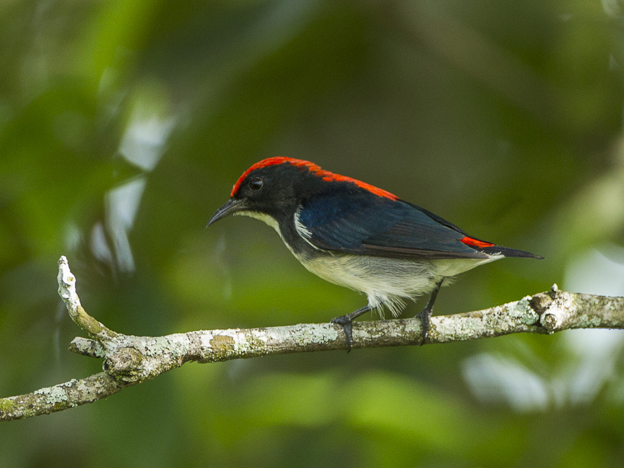 Scarlet-backed Flowerpecker