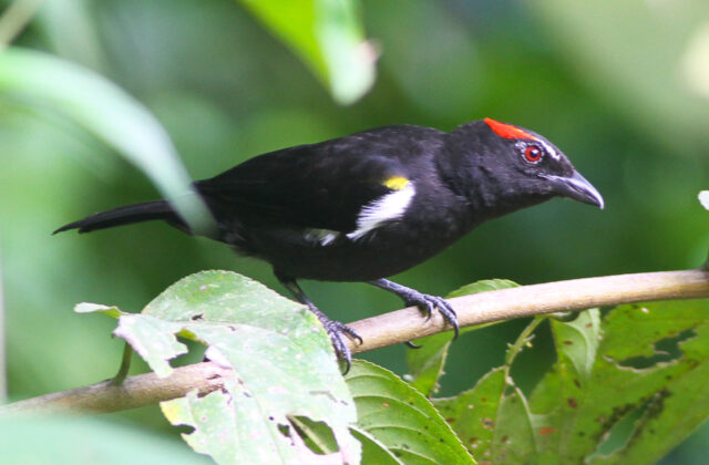 Scarlet-browed Tanager