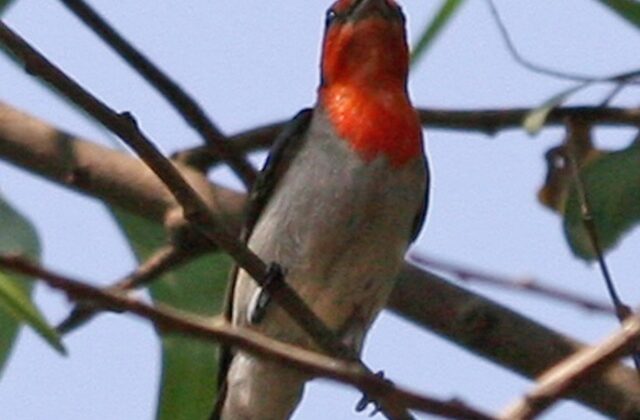 Scarlet-headed Flowerpecker