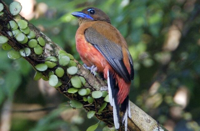 Scarlet-rumped Trogon