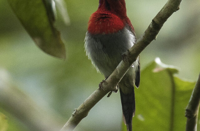 Javan Sunbird