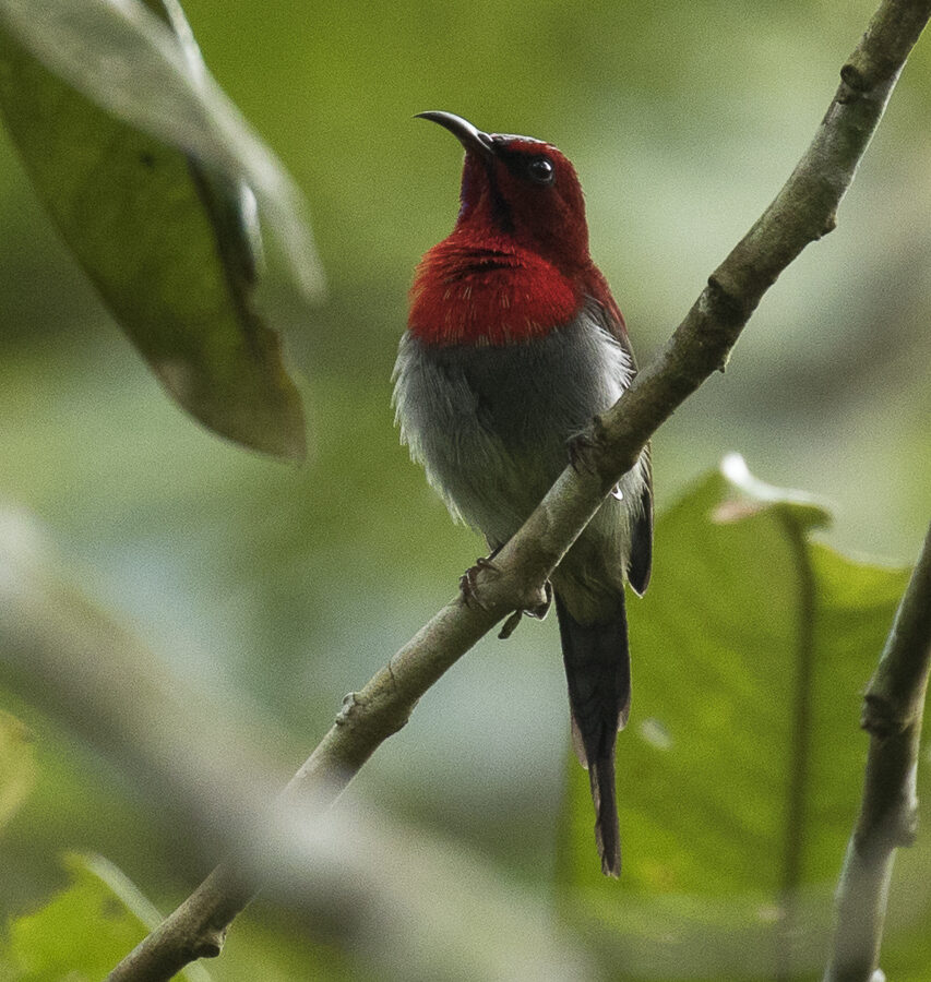 Javan Sunbird