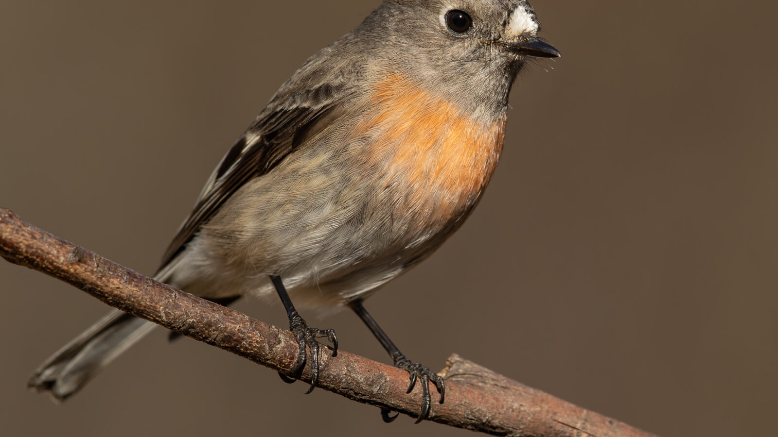 Scarlet Robin