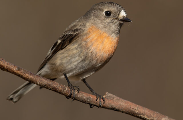 Scarlet Robin