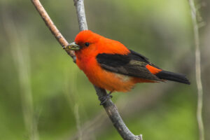 Scarlet Tanager