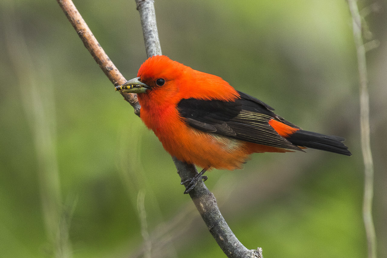 Scarlet Tanager