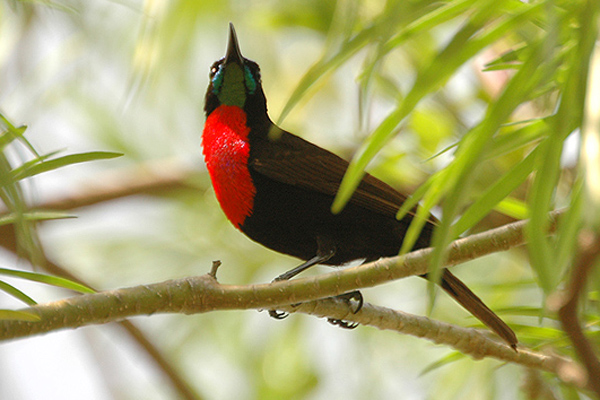 Scarlet-chested Sunbird