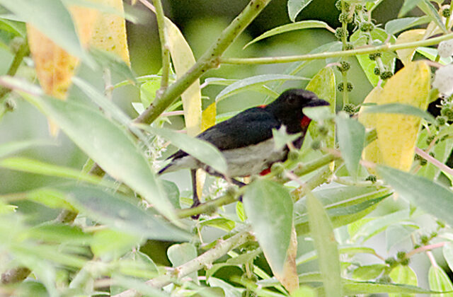 Scarlet-collared Flowerpecker