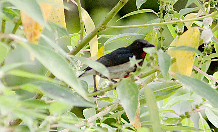 Scarlet-collared Flowerpecker