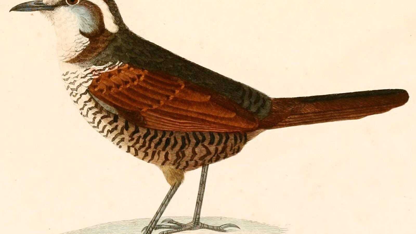White-throated Tapaculo