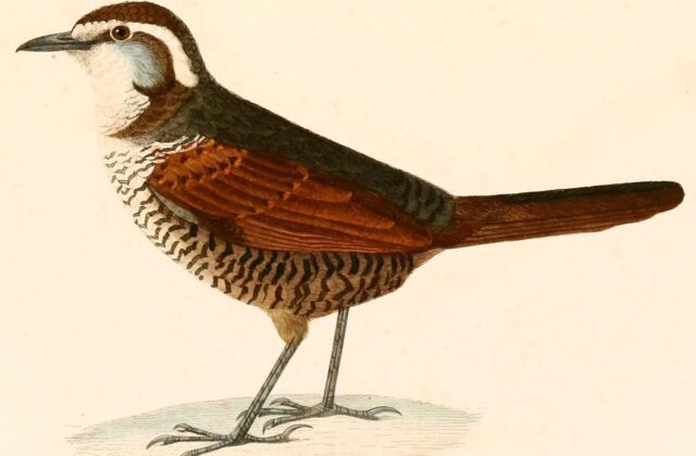 White-throated Tapaculo
