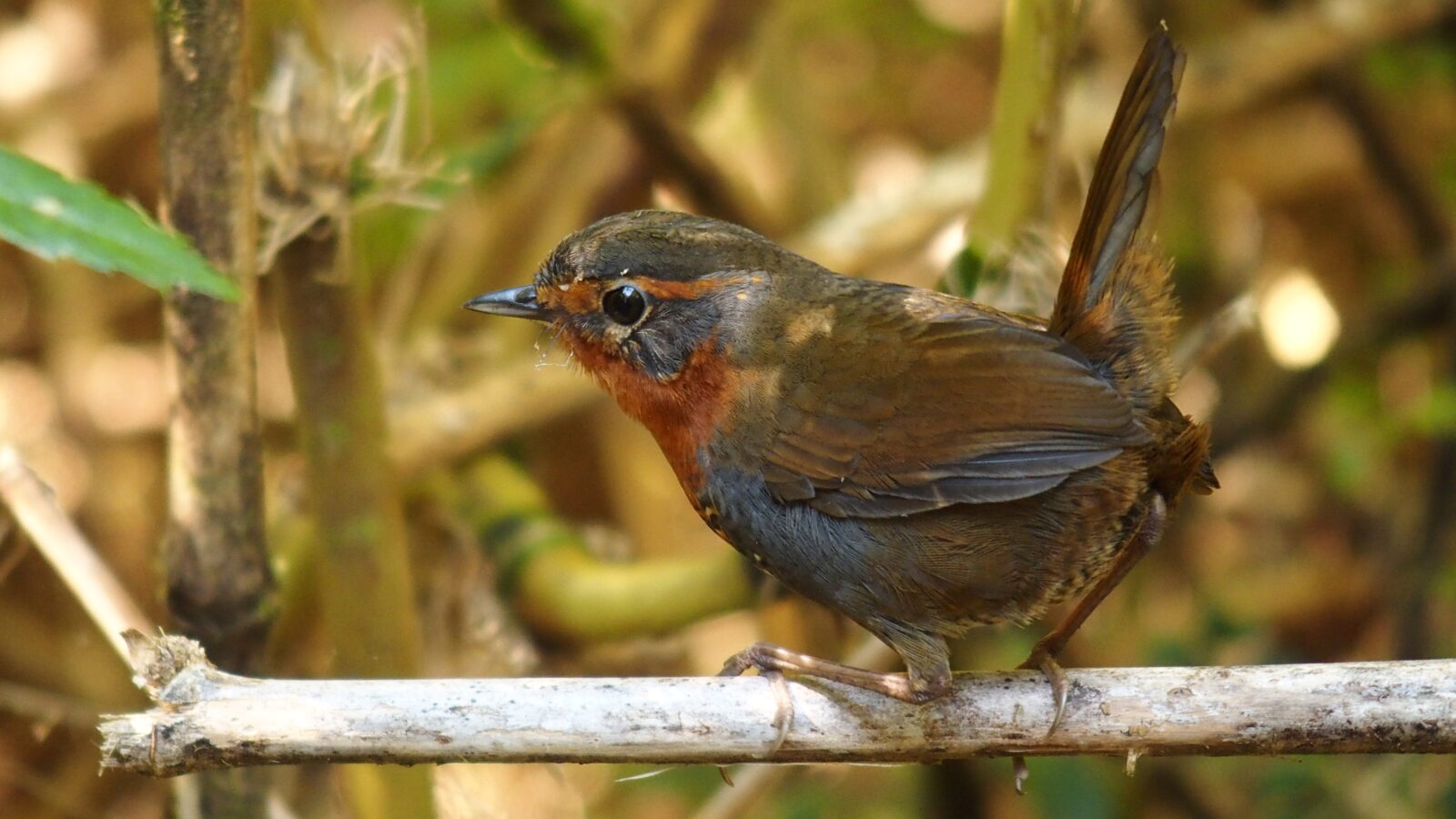 Chucao Tapaculo