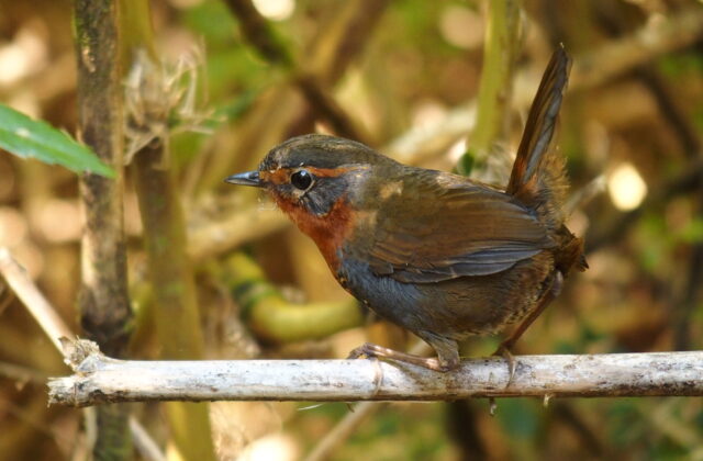Chucao Tapaculo