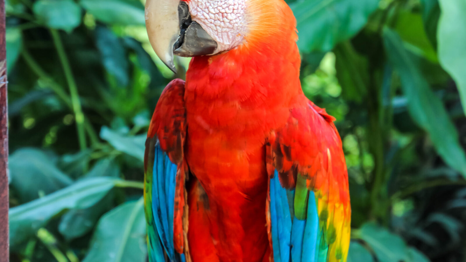 Scarlet Macaw