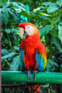 Scarlet Macaw
