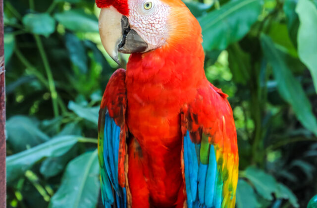 Scarlet Macaw