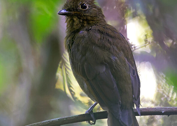 Foothill Schiffornis