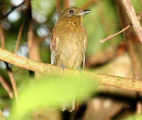 Brown-winged Schiffornis
