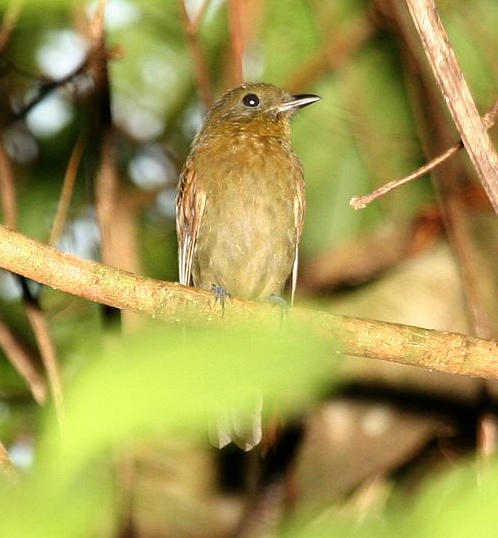 Brown-winged Schiffornis