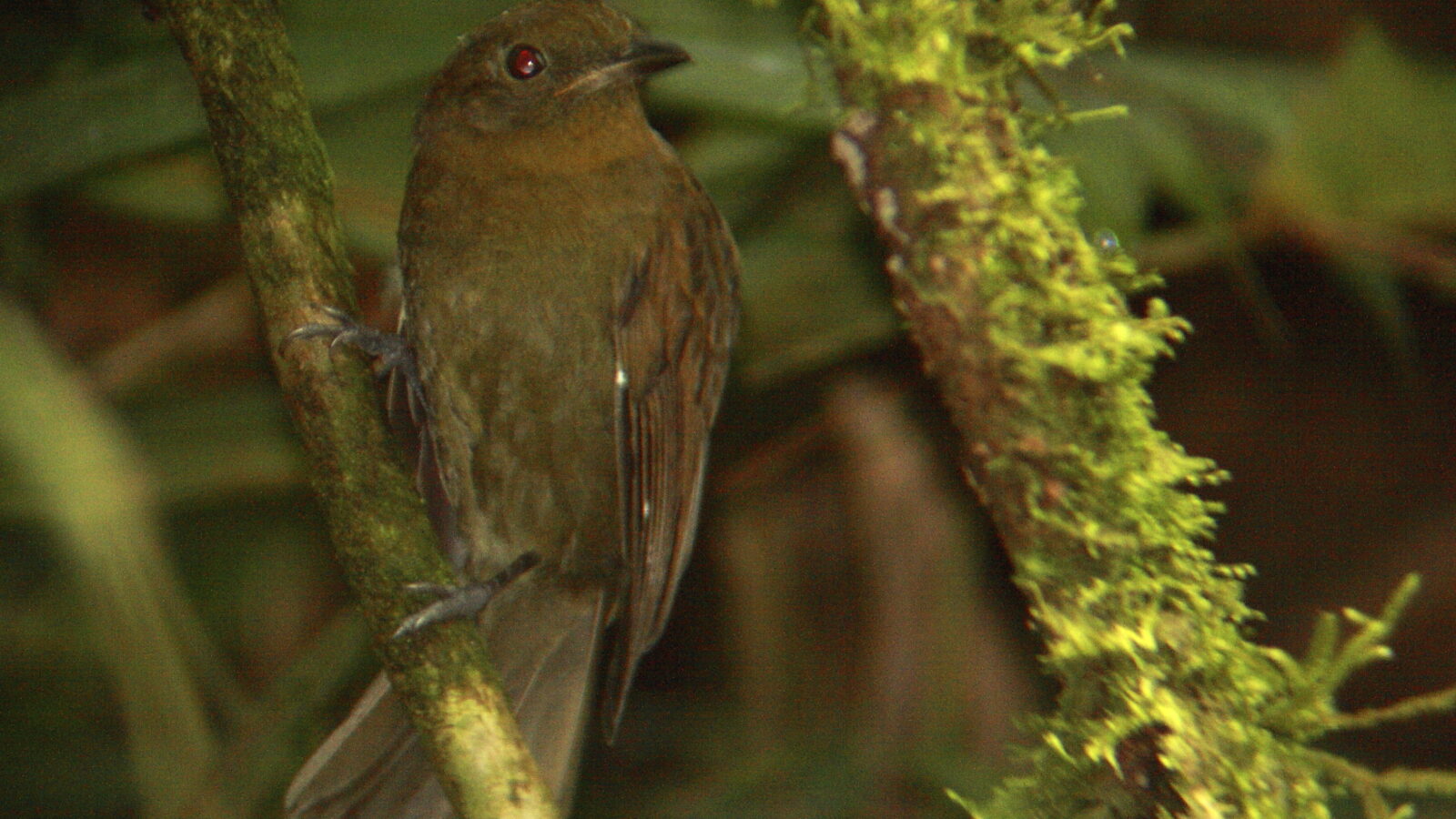 Northern Schiffornis