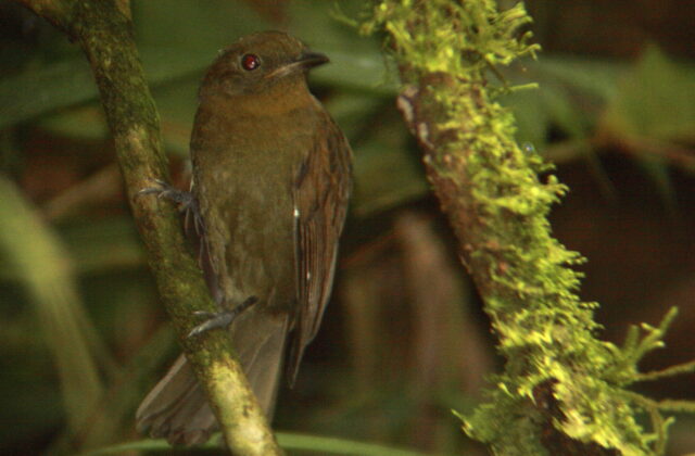 Northern Schiffornis