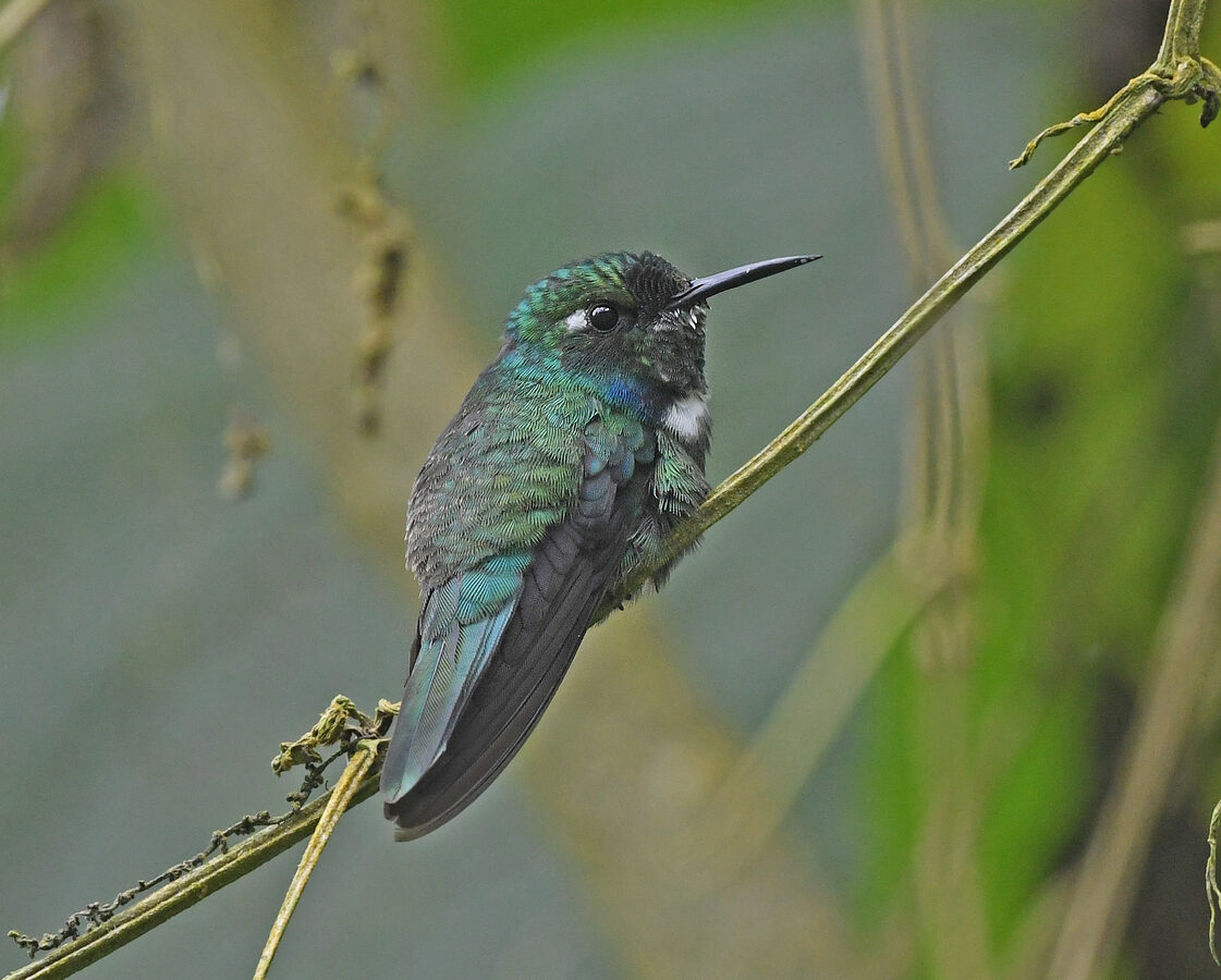 White-throated Daggerbill
