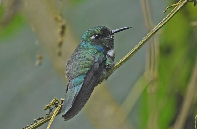 White-throated Daggerbill