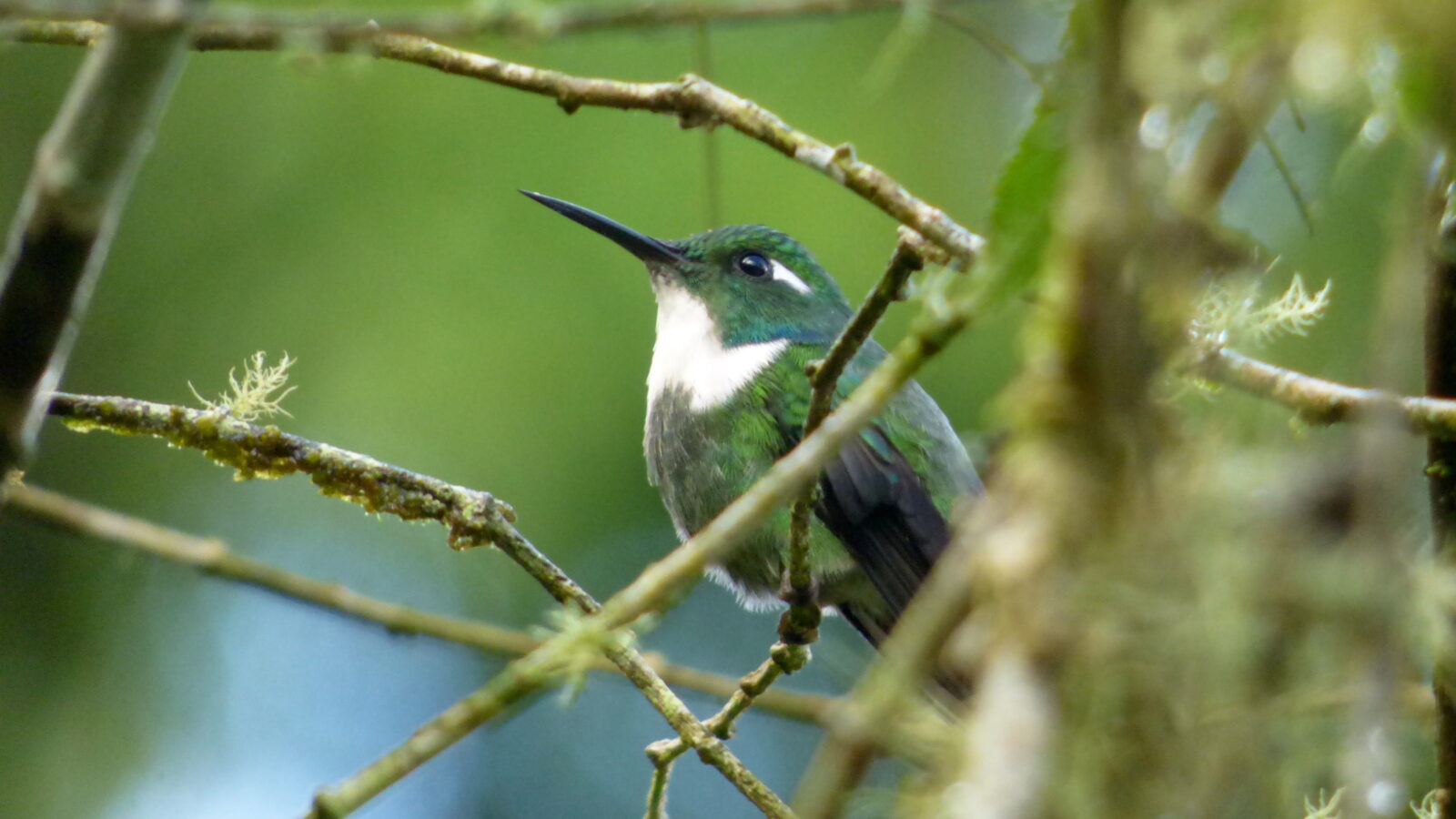 Geoffroy’s Daggerbill