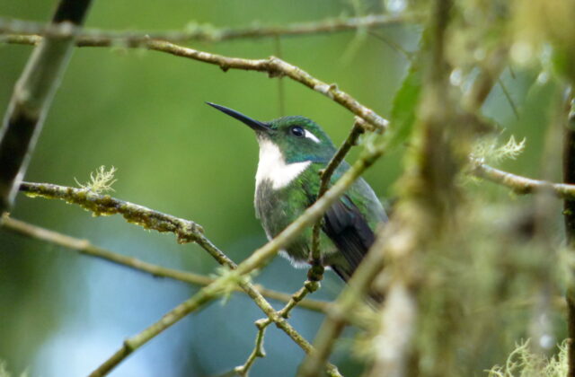 Geoffroy’s Daggerbill